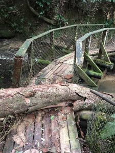 Árvore caída em cima de uma das pontes (Foto: Morador Jorge Fernandes)