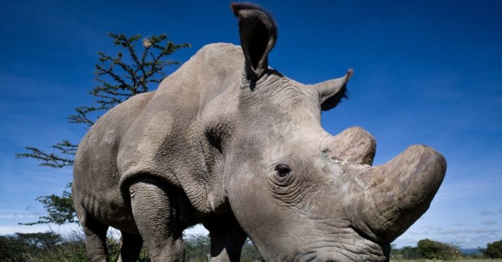 Sudan, o último rinoceronte branco do mundo. Foto: Érico Hiller