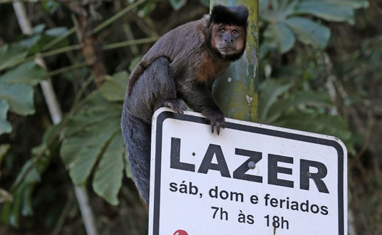 Macaco prego na Floresta da Tijuca, na manhã desta quarta-feira (12). (Foto: Fabio Motta/Estadão)