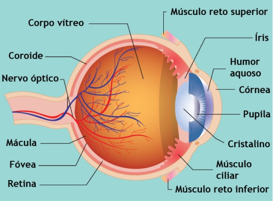 Anatomia do olho humano (Reprodução)